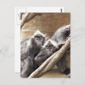 Carte Postale singes (Devant / Derrière)