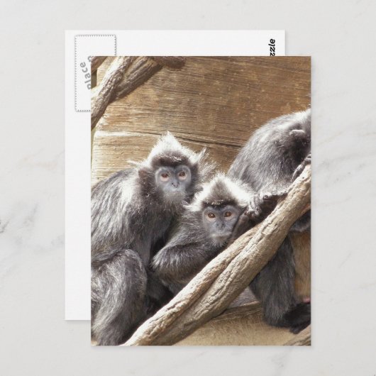 Carte Postale singes (Devant / Derrière)