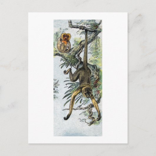 Carte Postale Singes - araignée et tamarin (Devant)