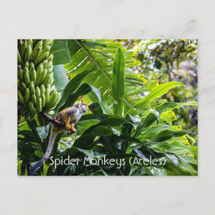 Carte Postale Singes araignées (Ateles)