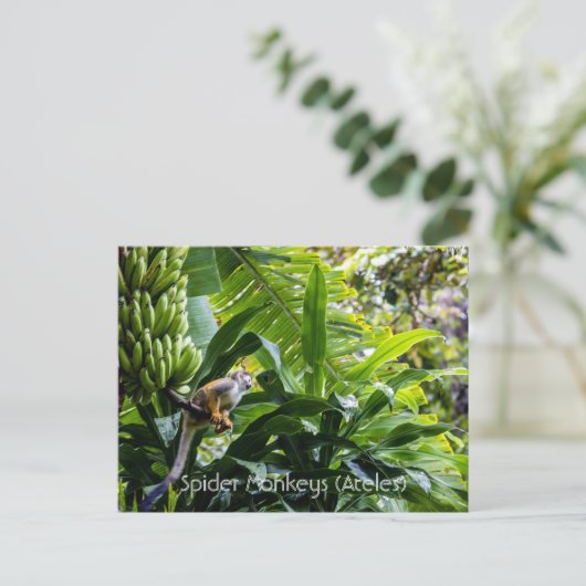 Carte Postale Singes araignées (Ateles) (Debout devant)