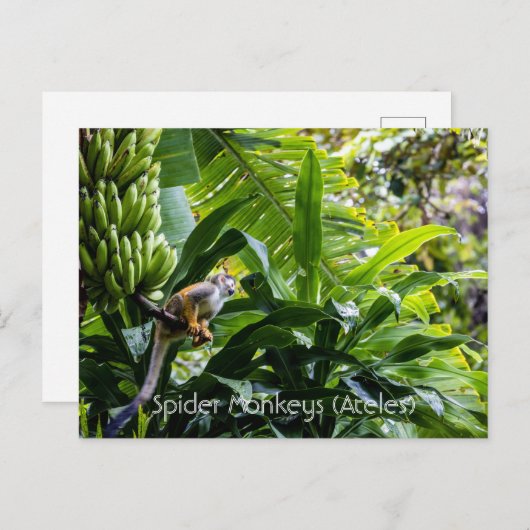 Carte Postale Singes araignées (Ateles) (Devant / Derrière)