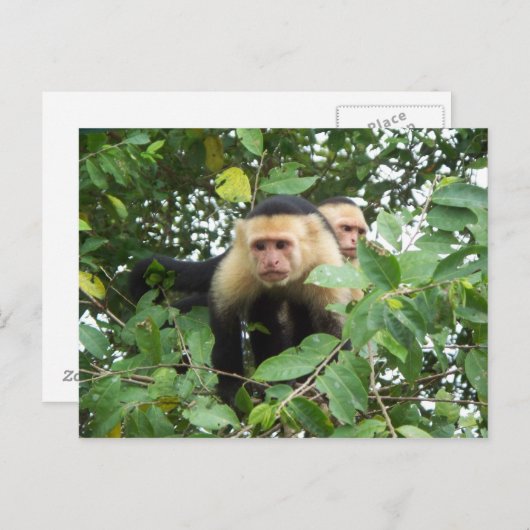Carte Postale Singes capucins (Devant / Derrière)