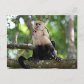 Carte Postale Singes capucins (Devant)