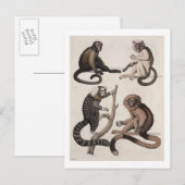 Carte Postale Singes (litho couleur) (Devant / Derrière)