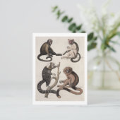 Carte Postale Singes (litho couleur) (Debout devant)