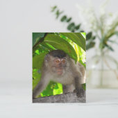 Carte Postale Singes : Macaque à Kalimantan Indonésie (Debout devant)
