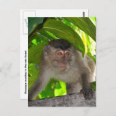 Carte Postale Singes : Macaque à Kalimantan Indonésie (Devant / Derrière)