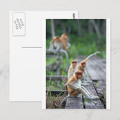 Carte Postale Singes nasiques drôles (Devant / Derrière)