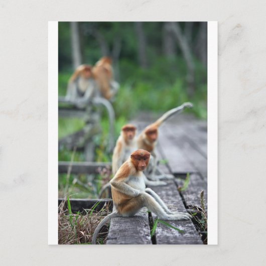 Carte Postale Singes nasiques drôles (Devant)