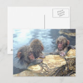 Carte Postale Singes Onsen (Devant / Derrière)