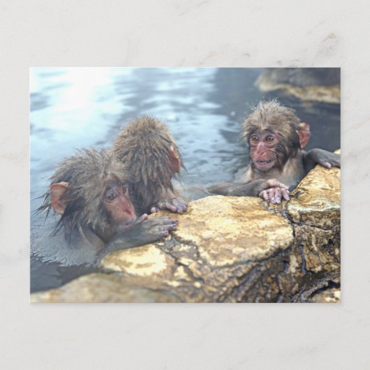Carte Postale Singes Onsen (Devant)