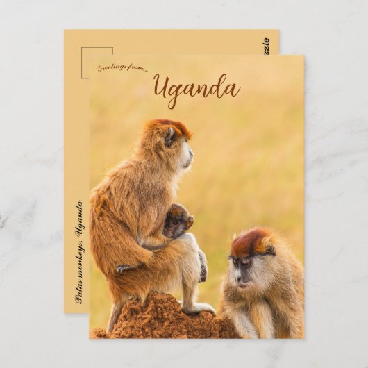 Carte Postale Singes Patas en Ouganda (Devant / Derrière)