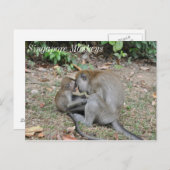 Carte Postale Singes sauvages de Singapour (Devant / Derrière)
