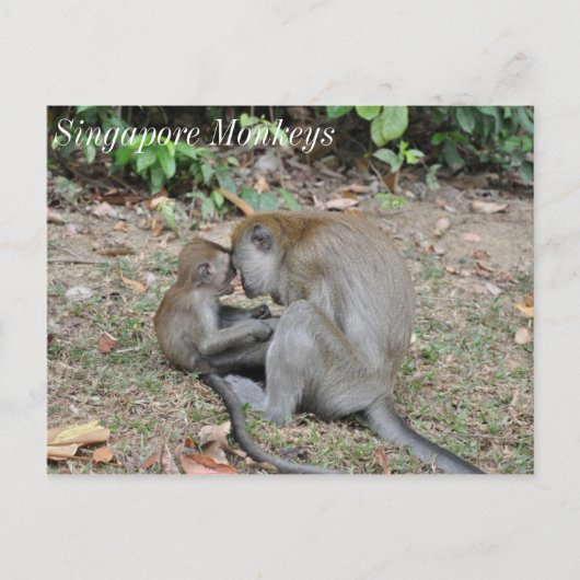 Carte Postale Singes sauvages de Singapour (Devant)