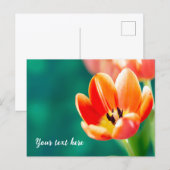 Carte Postale Single Orange Tulip Postcard (Devant / Derrière)