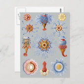 Carte Postale Siphonophorae (Devant / Derrière)