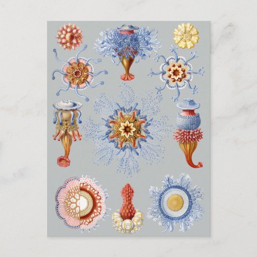 Carte Postale Siphonophorae (Devant)