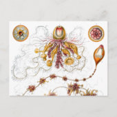 Carte Postale Siphonophorae Ernst Haeckel Fine Art (Devant)