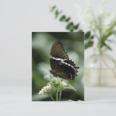 Carte postale Siproeta (Debout devant)