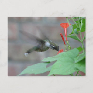 Carte postale Sips à gorge rubis