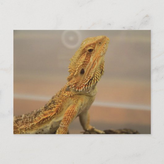 Carte Postale Sir Charles Posing (Devant)