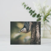 Carte Postale Sittelle (Debout devant)