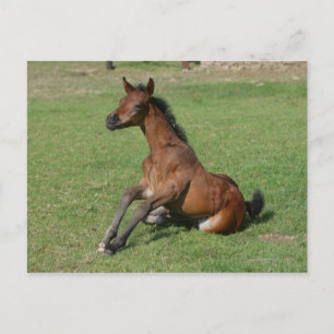 Carte Postale Sitting Arab Foal