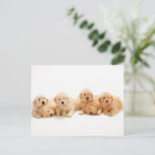 Carte Postale Six Marionnettes Golden Retriever (Debout devant)