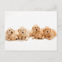 Six Marionnettes Golden Retriever