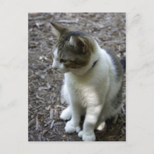 Carte Postale Six orteils