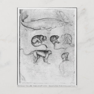 Carte Postale Six singes et un esturgeon