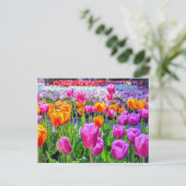 Carte postale Skagit Valley Tulip (Debout devant)