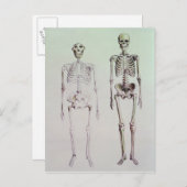 Carte Postale Skeletons d'Australopithèque Boisei (Devant / Derrière)