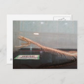 Carte postale Skelton Head Snake (Devant / Derrière)