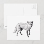 Carte Postale Sketch Young Fox (Devant / Derrière)