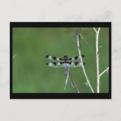 Carte Postale Skimmer à douze points (Devant)