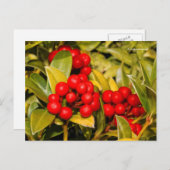 Carte Postale Skimmia Japonica Berries et Feuilles (Devant / Derrière)