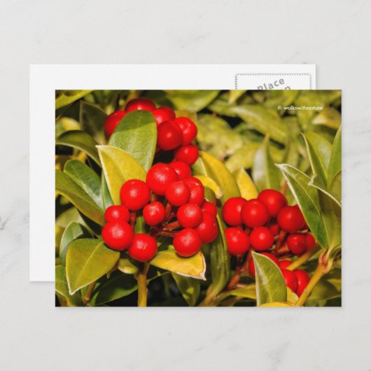 Carte Postale Skimmia Japonica Berries et Feuilles (Devant / Derrière)