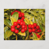 Carte Postale Skimmia Japonica Berries et Feuilles (Devant)