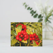 Carte Postale Skimmia Japonica Berries et Feuilles (Debout devant)