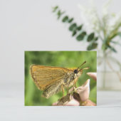 Carte Postale Skipper sur Milkweed (Debout devant)