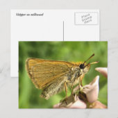 Carte Postale Skipper sur Milkweed (Devant / Derrière)