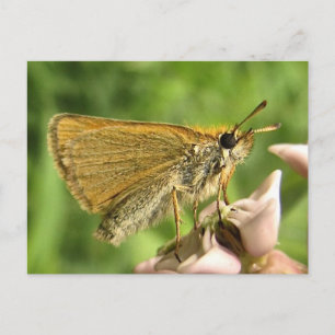 Carte Postale Skipper sur Milkweed