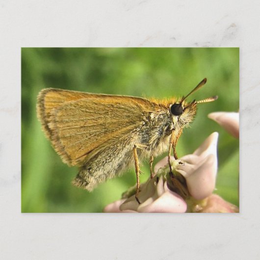 Carte Postale Skipper sur Milkweed (Devant)