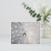 Carte Postale Skully Top Fun (Debout devant)