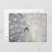 Carte Postale Skully Top Fun (Devant / Derrière)