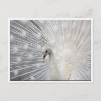 Carte Postale Skully Top Fun