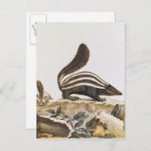 Carte Postale Skunk, de 'Histoire Naturelle' de (Devant / Derrière)