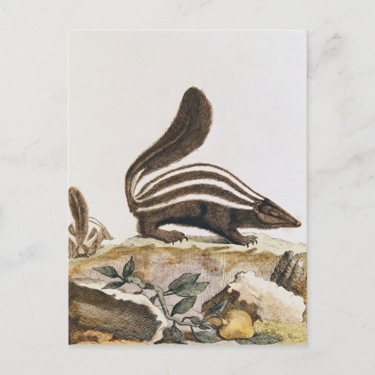 Carte Postale Skunk, de 'Histoire Naturelle' de (Devant)